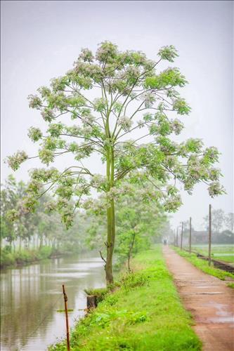 Sương
