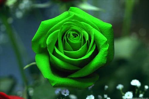 hẹn hò - 🌹💕(｡♡‿♡｡)💕🌹-Nữ -Tuổi:35 - Đang có người yêu-Khánh Hòa-Tìm bạn bè mới