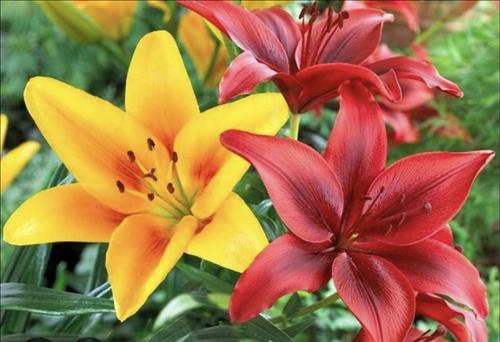 hẹn hò - Thuy-Nữ -Tuổi:36 - Độc thân--Người yêu lâu dài