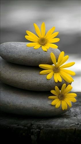 hẹn hò - Cúc Hoạ Mi-Lady -Age:38 - Single-TP Hồ Chí Minh-Lover - Best dating website, dating with vietnamese person, finding girlfriend, boyfriend.