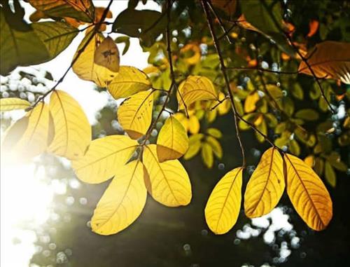 hẹn hò - October -Nữ -Tuổi:34 - Độc thân-Hà Nội-Người yêu ngắn hạn