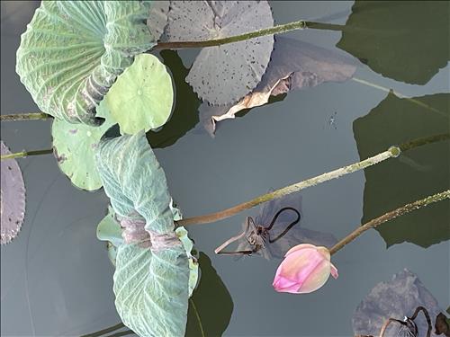 hẹn hò - nguyen Anh Hoang-Nữ -Tuổi:44 - Ly dị-Hà Nội-Người yêu lâu dài