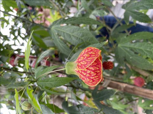 hẹn hò - nguyen Anh Hoang-Lady -Age:44 - Divorce-Hà Nội-Lover - Best dating website, dating with vietnamese person, finding girlfriend, boyfriend.