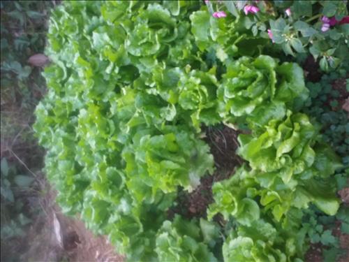 hẹn hò - Tôi-Lady -Age:48 - Single-Lai Châu-Friend - Best dating website, dating with vietnamese person, finding girlfriend, boyfriend.