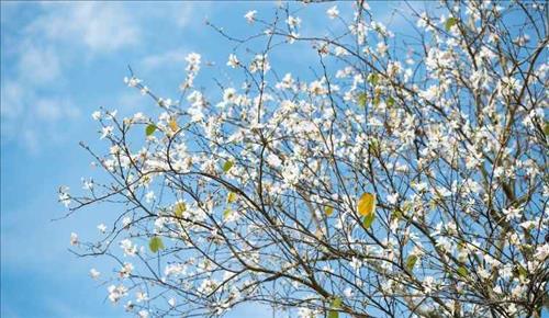 hẹn hò - Hoabantrang-Nữ -Tuổi:48 - Đã có gia đình-Hà Nội-Tìm bạn bè mới