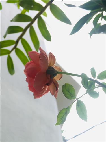 hẹn hò - Thuy-Nữ -Tuổi:44 - Đã có gia đình-TP Hồ Chí Minh-Tìm bạn tâm sự