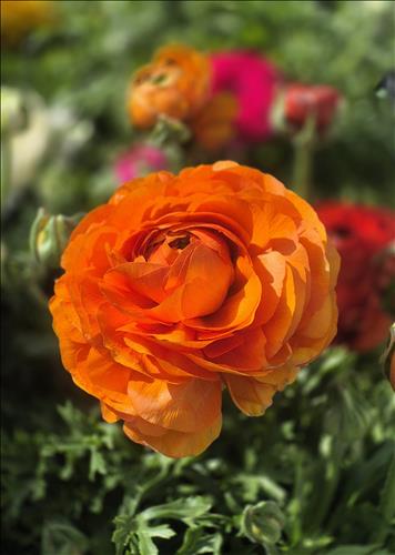 hẹn hò - Mật Ngọt Chết Kiến-Nữ -Tuổi:34 - Độc thân-TP Hồ Chí Minh-Người yêu lâu dài