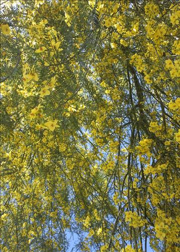 hẹn hò - Mật Ngọt Chết Kiến-Lady -Age:40 - Single-TP Hồ Chí Minh-Lover - Best dating website, dating with vietnamese person, finding girlfriend, boyfriend.