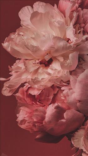 hẹn hò - Rossy-Lady -Age:28 - Single-Hà Nội-Confidential Friend - Best dating website, dating with vietnamese person, finding girlfriend, boyfriend.