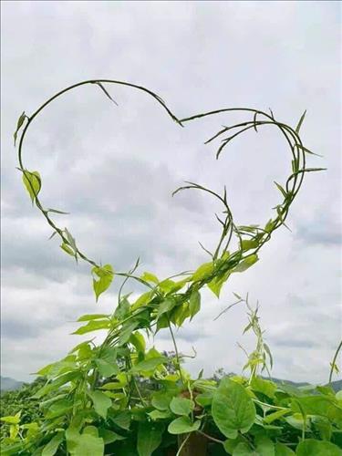 hẹn hò - Quỳnh-Nữ -Tuổi:53 - Độc thân-Thái Nguyên-Người yêu lâu dài