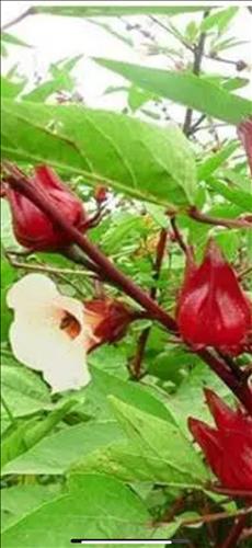 hẹn hò - Atiso -Lesbian -Age:51 - Single-Lâm Đồng-Confidential Friend - Best dating website, dating with vietnamese person, finding girlfriend, boyfriend.