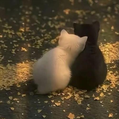 hẹn hò - Mèo Con❤️-Nữ -Tuổi:39 - Độc thân-TP Hồ Chí Minh-Người yêu lâu dài