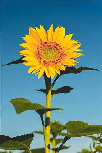 hẹn hò - Trang Á-Lady -Age:51 - Divorce-TP Hồ Chí Minh-Confidential Friend - Best dating website, dating with vietnamese person, finding girlfriend, boyfriend.