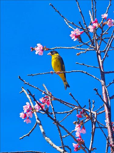 hẹn hò - Mia-Lady -Age:40 - Single-Hà Nội-Short Term - Best dating website, dating with vietnamese person, finding girlfriend, boyfriend.