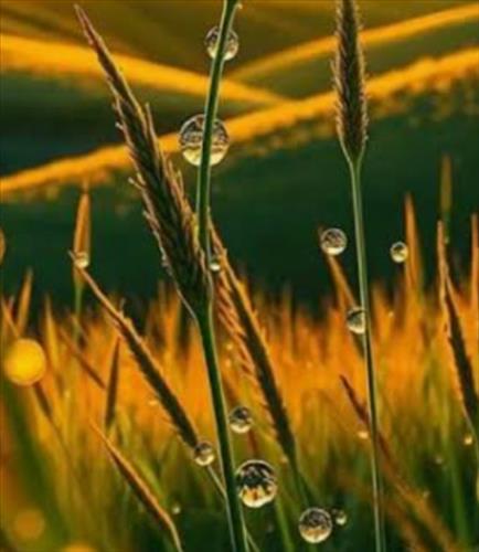 Trao đổi tình+tiền 