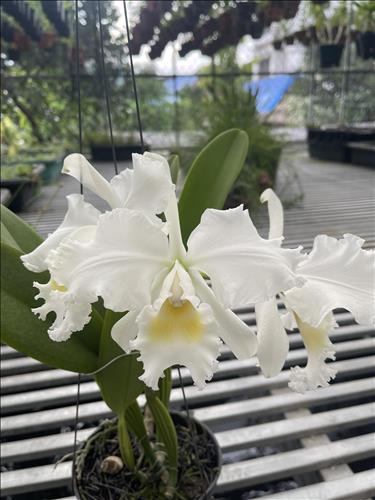 hẹn hò - Người bình thường-Nữ -Tuổi:42 - Ly dị-TP Hồ Chí Minh-Người yêu lâu dài