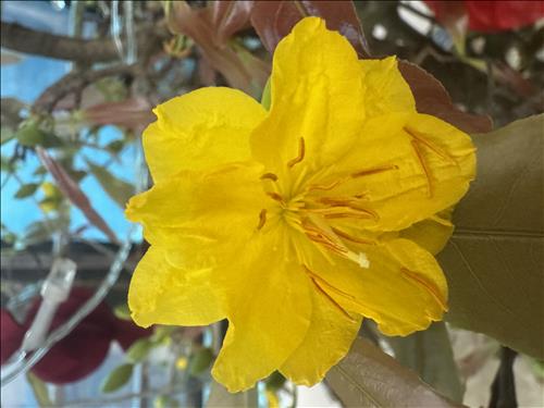 hẹn hò - Mai Hoa-Nữ -Tuổi:40 - Độc thân-Hà Nội-Người yêu lâu dài