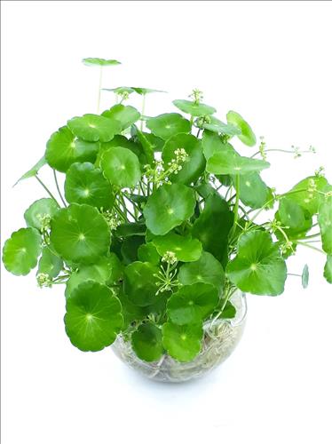 hẹn hò - Nào có bồ đổi tên-Les -Tuổi:37 - Độc thân-TP Hồ Chí Minh-Người yêu ngắn hạn