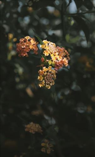 Hạnh