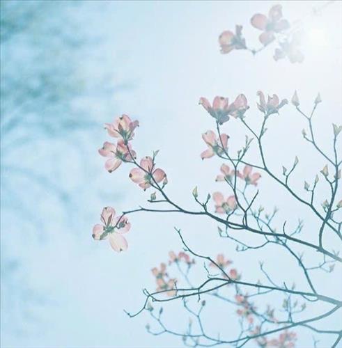 Yen Bao