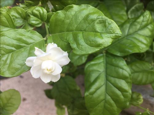 hẹn hò - Athena -Nữ -Tuổi:39 - Độc thân-Khánh Hòa-Tìm bạn bè mới