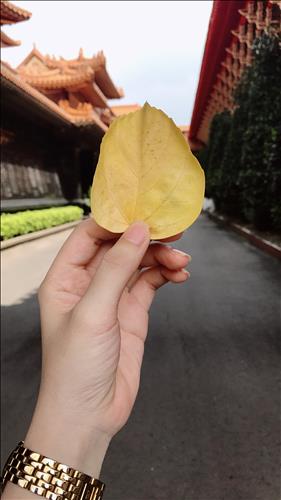 ĐỂ GIÓ CUỐN ĐI