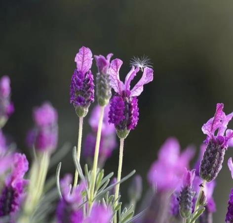 Lavender