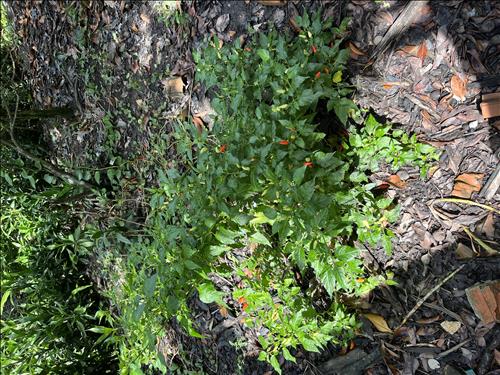 hẹn hò - Alone-Nam -Tuổi:38 - Độc thân-Bình Dương-Tìm bạn bè mới