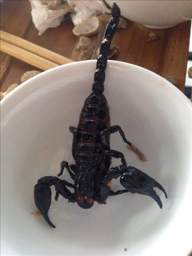 hẹn hò - Scorpion-Nam -Tuổi:32 - Độc thân-Vĩnh Phúc-Người yêu lâu dài