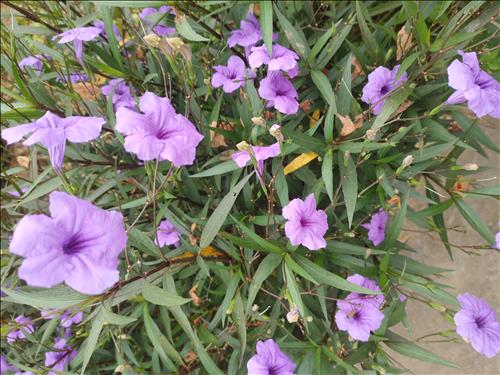 hẹn hò - Phạm Anh Đức-Nam -Tuổi:32 - Đang có người yêu-Nghệ An-Tìm bạn tâm sự