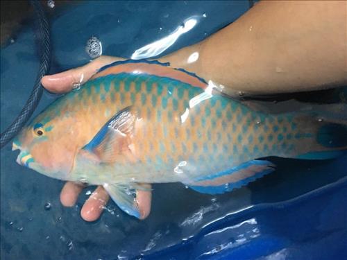 hẹn hò - Duy-Nam -Tuổi:36 - Độc thân--Người yêu lâu dài