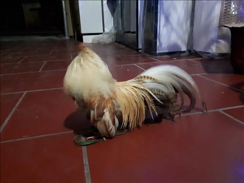 hẹn hò - hùng nguyễn-Nam -Tuổi:29 - Độc thân--Tìm bạn tâm sự