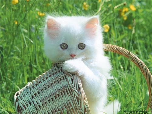 hẹn hò - Tìm bạn gái-Nam -Tuổi:33 - Độc thân-TP Hồ Chí Minh-Người yêu lâu dài