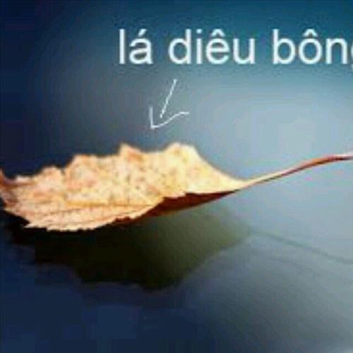 Hiềnbg