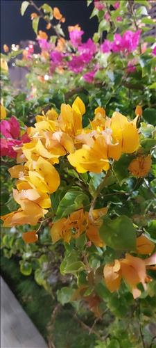 hẹn hò - Hoa hải đường @-Male -Age:44 - Divorce-TP Hồ Chí Minh-Lover - Best dating website, dating with vietnamese person, finding girlfriend, boyfriend.