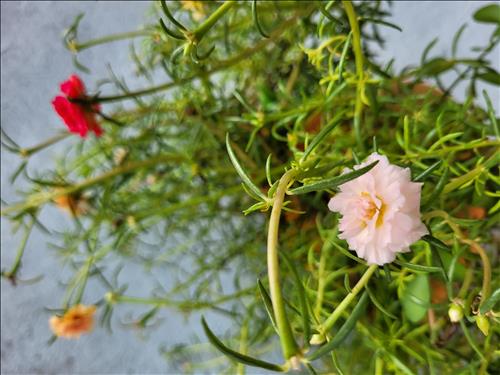 hẹn hò - Anh Tín-Nam -Tuổi:43 - Độc thân-TP Hồ Chí Minh-Người yêu lâu dài