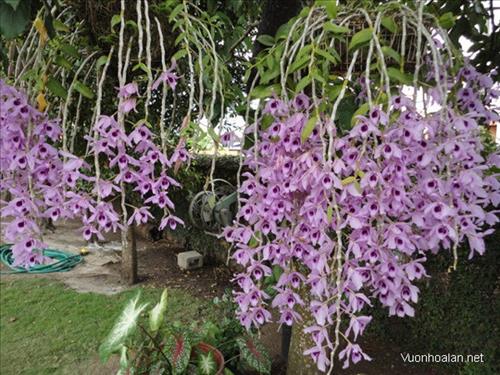 hẹn hò - Viet vo van-Nam -Tuổi:30 - Độc thân-TP Hồ Chí Minh-Người yêu lâu dài