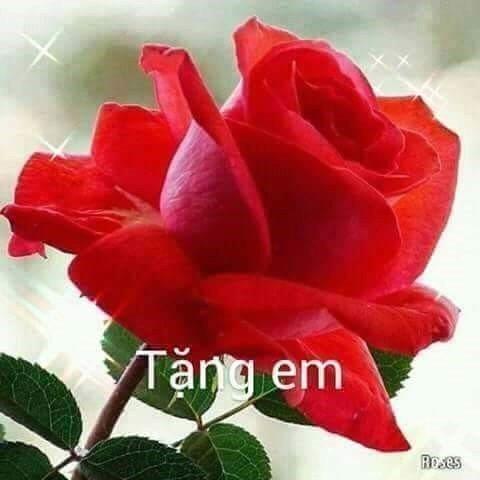 qduy782@gmail.com