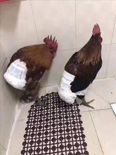 hẹn hò - dũng nguyễn-Nam -Tuổi:32 - Độc thân-TP Hồ Chí Minh-Người yêu lâu dài