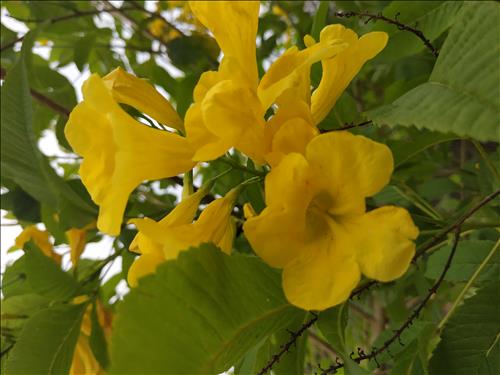 hẹn hò - Phan Tuấn Kiệt-Nam -Tuổi:40 - Độc thân--Người yêu lâu dài