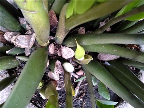 hẹn hò - Loi Nguyen-Nam -Tuổi:56 - Độc thân--Người yêu lâu dài
