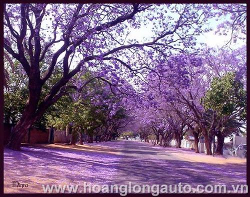 hẹn hò - Trung-Nam -Tuổi:44 - Ly dị-TP Hồ Chí Minh-Người yêu lâu dài