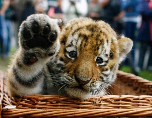 Small Tiger