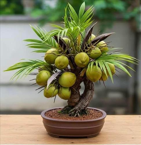 Hà Ngọc Bình