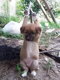 Bảo