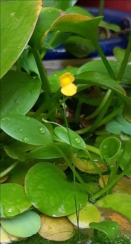 hẹn hò - HOANG MINH-Nam -Tuổi:52 - Độc thân-TP Hồ Chí Minh-Tìm bạn bè mới