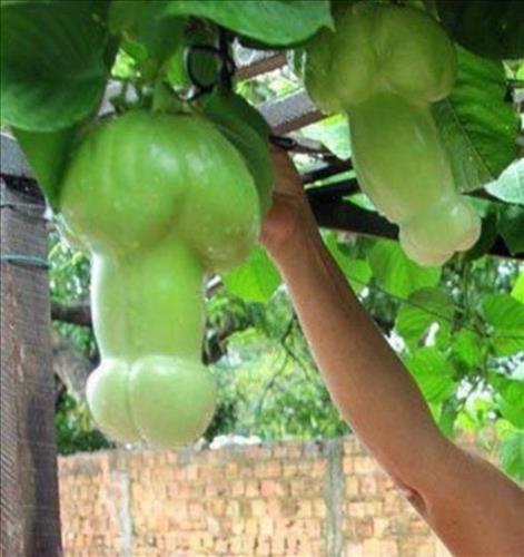 Thai Hoang