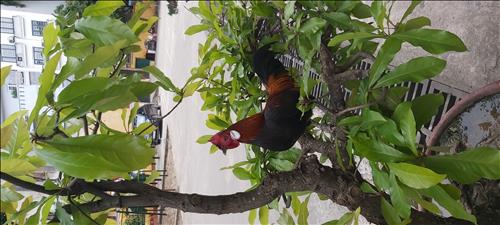 hẹn hò - Lê Hoàng-Nam -Tuổi:35 - Độc thân-Hà Nội-Người yêu lâu dài