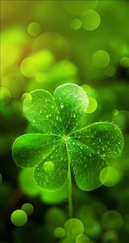 hẹn hò - 🍀 Green 🍃-Nam -Tuổi:34 - Độc thân-TP Hồ Chí Minh-Người yêu lâu dài