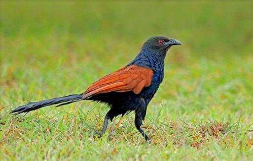 hẹn hò - Nguyễn đức hai-Nam -Tuổi:36 - Độc thân-Hà Nội-Người yêu lâu dài